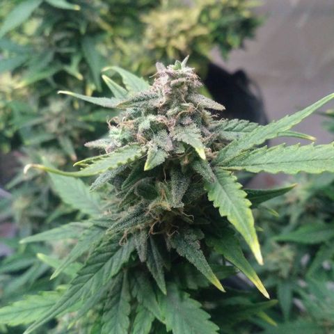 LSD growlog timeline photo