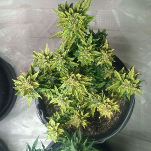 Satori growlog timeline photo