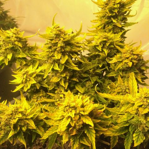 Satori growlog timeline photo