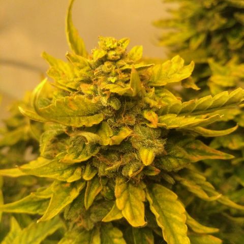 Satori growlog timeline photo