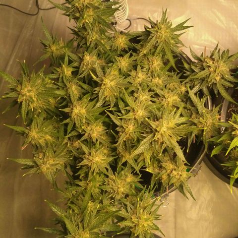 Tutankhamon growlog timeline photo