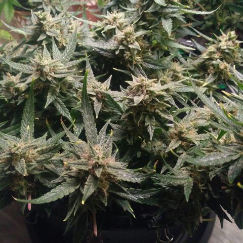 Tutankhamon growlog timeline photo