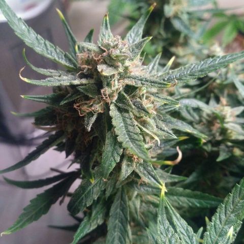 Tutankhamon growlog timeline photo