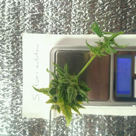 Satori growlog timeline photo