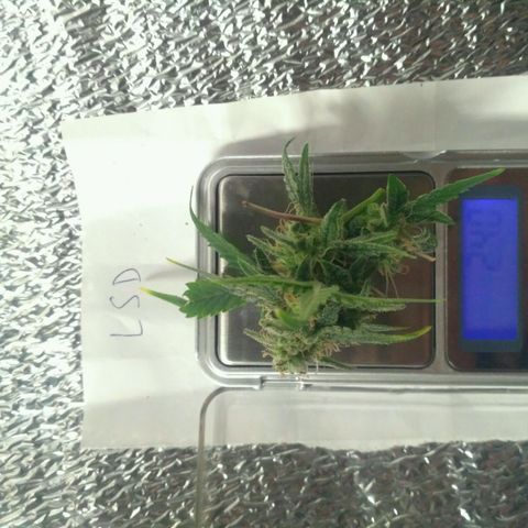 LSD growlog timeline photo