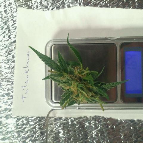 Tutankhamon growlog timeline photo