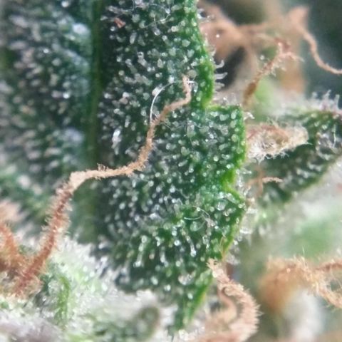 Tutankhamon growlog timeline photo