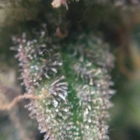 LSD growlog timeline photo