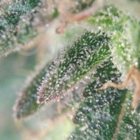 LSD growlog timeline photo