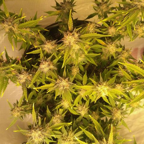 AK 47 Auto growlog timeline photo