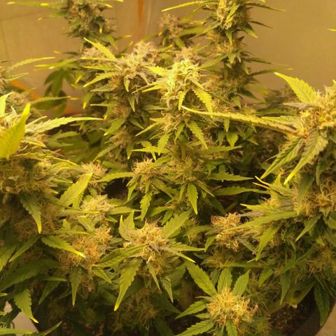 AK 47 Auto growlog timeline photo