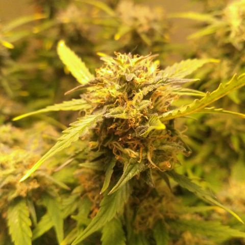 AK 47 Auto growlog timeline photo
