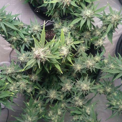 LSD growlog timeline photo