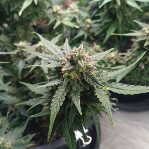 LSD growlog timeline photo