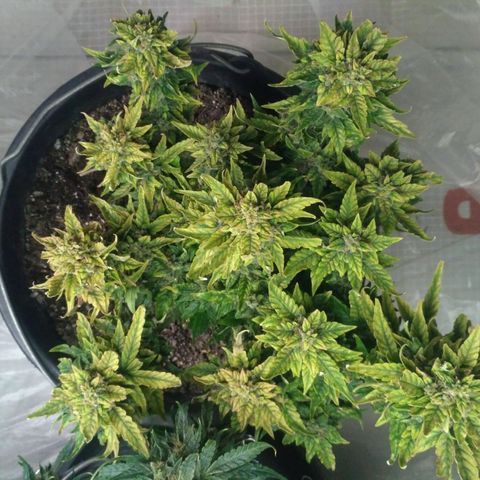 Satori growlog timeline photo