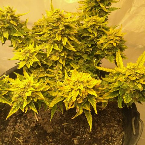 Satori growlog timeline photo