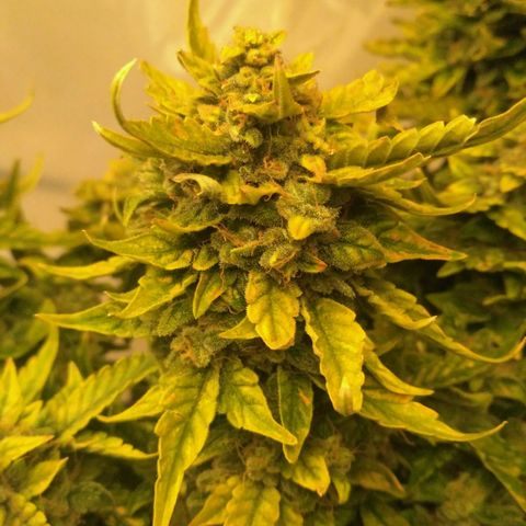 Satori growlog timeline photo