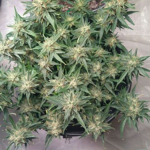 Tutankhamon growlog timeline photo
