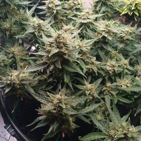 Tutankhamon growlog timeline photo