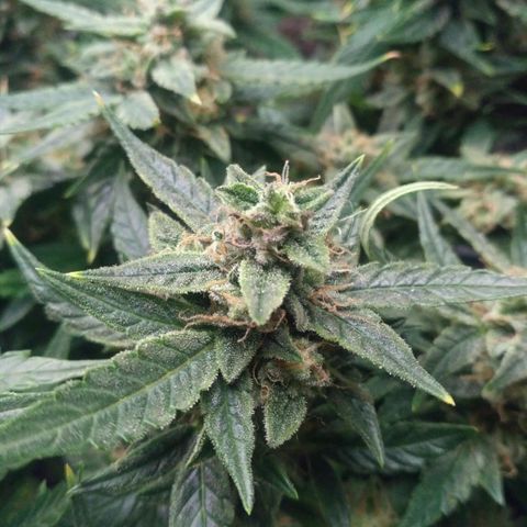 Tutankhamon growlog timeline photo