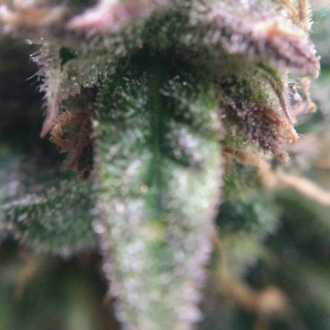 LSD growlog timeline photo