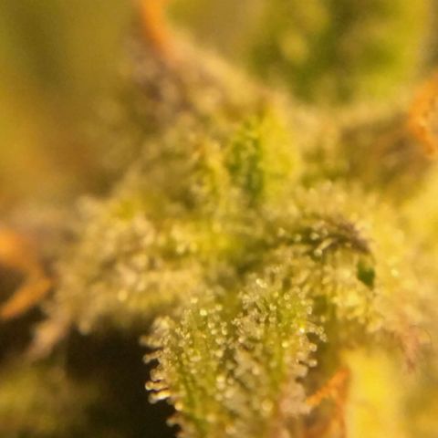 LSD growlog timeline photo