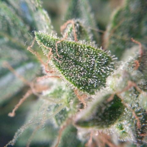 Tutankhamon growlog timeline photo