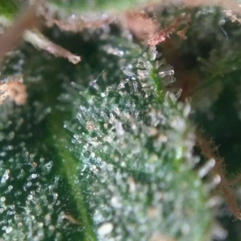 Tutankhamon growlog timeline photo