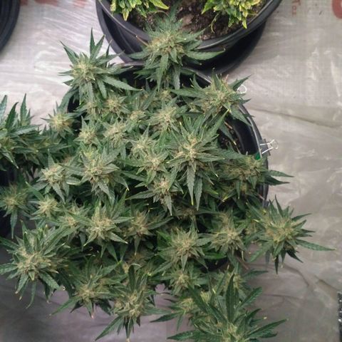 Tutankhamon growlog timeline photo