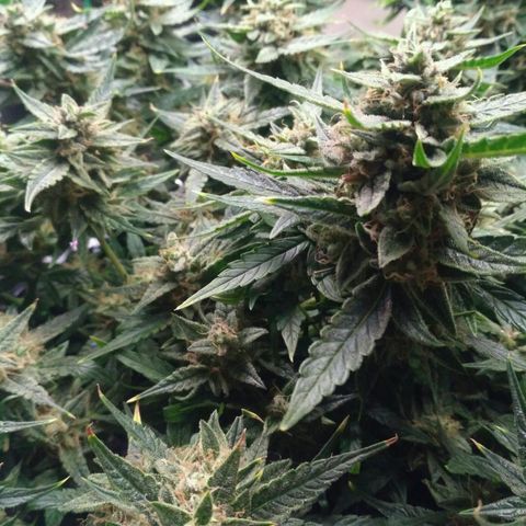 Tutankhamon growlog timeline photo
