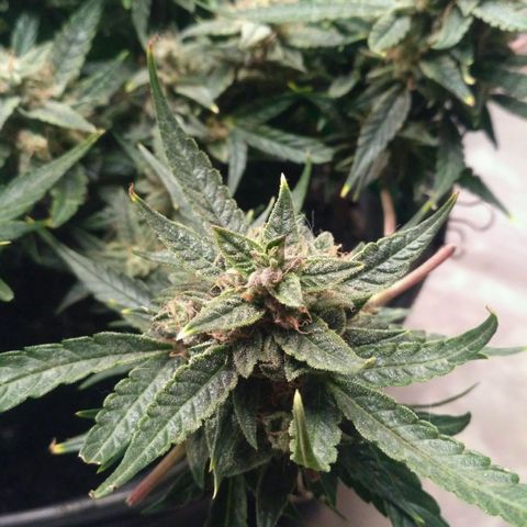Tutankhamon growlog timeline photo