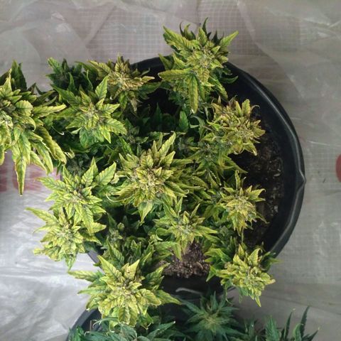 Satori growlog timeline photo