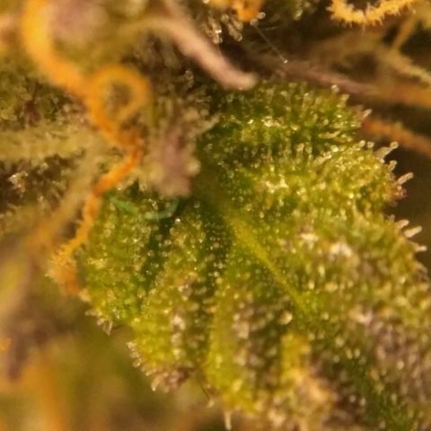 AK 47 Auto growlog timeline photo