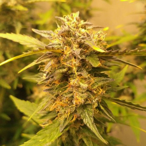 AK 47 Auto growlog timeline photo