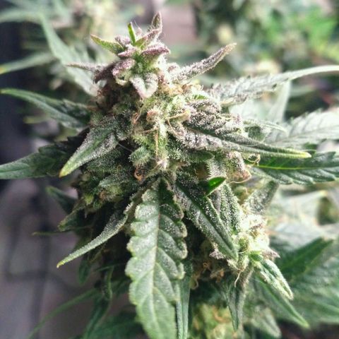 LSD growlog timeline photo