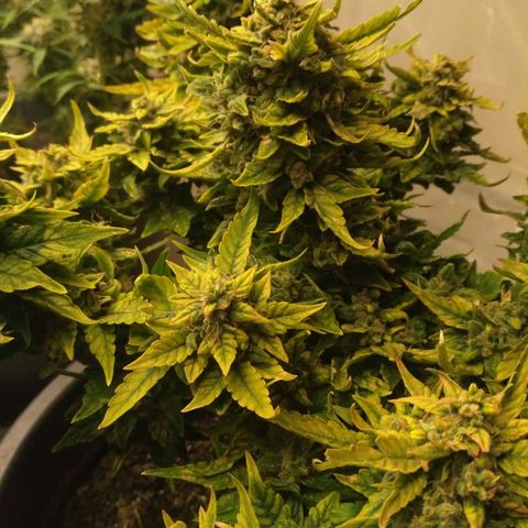 Satori growlog timeline photo