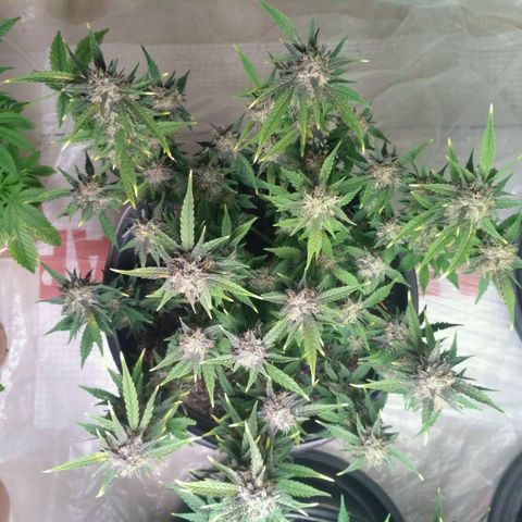 AK 47 Auto growlog timeline photo