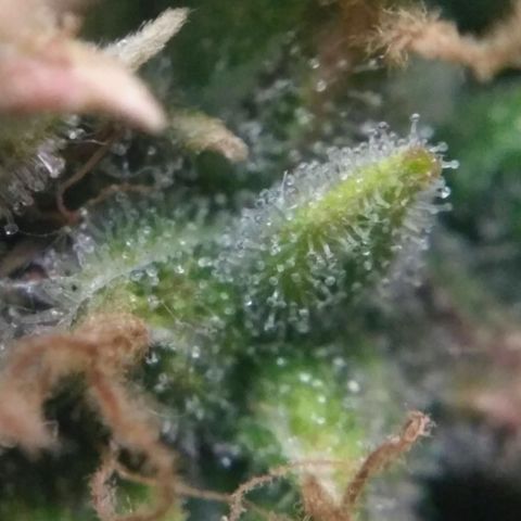 Satori growlog timeline photo