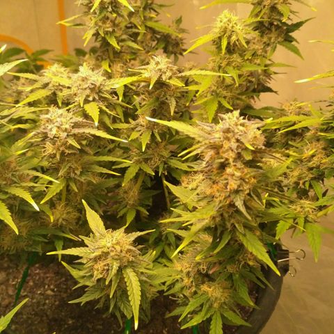 AK 47 Auto growlog timeline photo