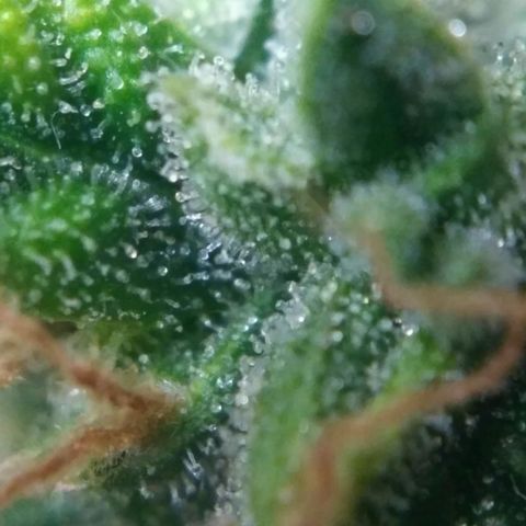 Satori growlog timeline photo
