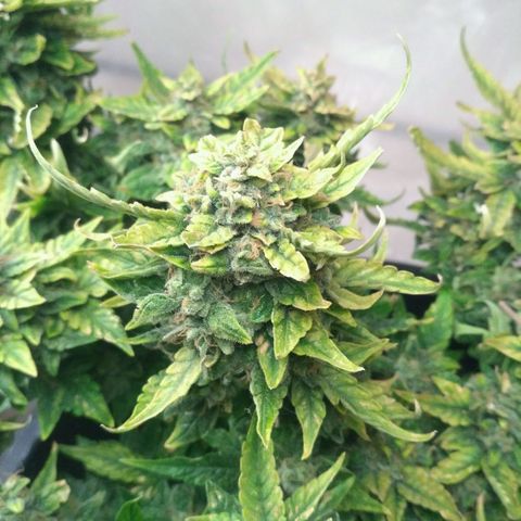 Satori growlog timeline photo