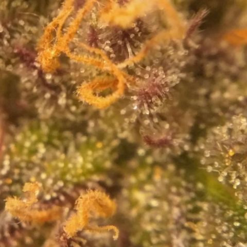 AK 47 Auto growlog timeline photo