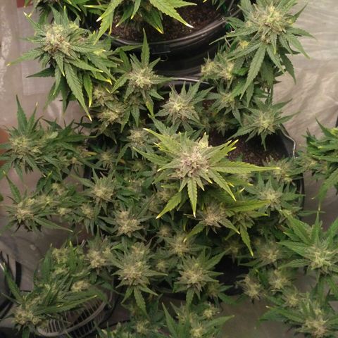 LSD growlog timeline photo