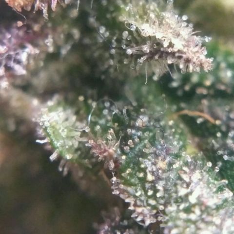 LSD growlog timeline photo