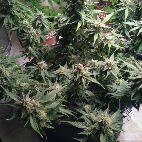 LSD growlog timeline photo