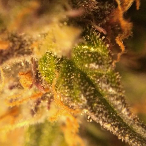 AK 47 Auto growlog timeline photo