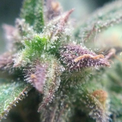 LSD growlog timeline photo
