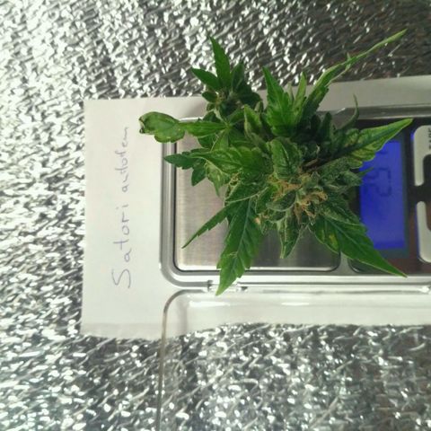 Satori growlog timeline photo