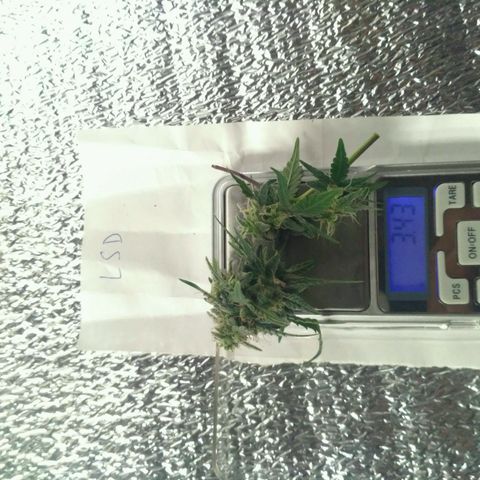 LSD growlog timeline photo