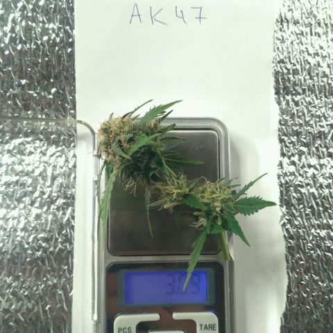 AK 47 Auto growlog timeline photo